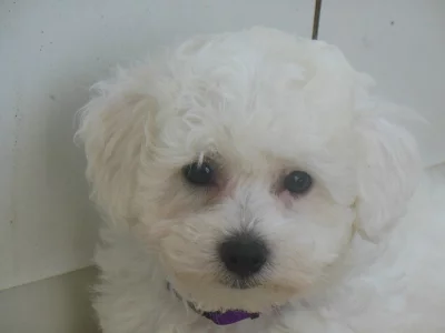 Prodám malého boloňského pejska  s PP