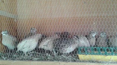 Kohoutci křepelky japonské