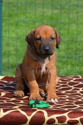 Rhodesian ridgeback štěňata s PP