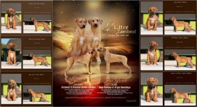 Rhodesian ridgeback štěňata s PP