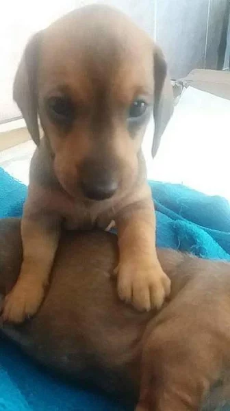 Prodam štěňata jezevčíka