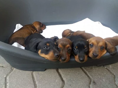 Prodam štěňata jezevčíka