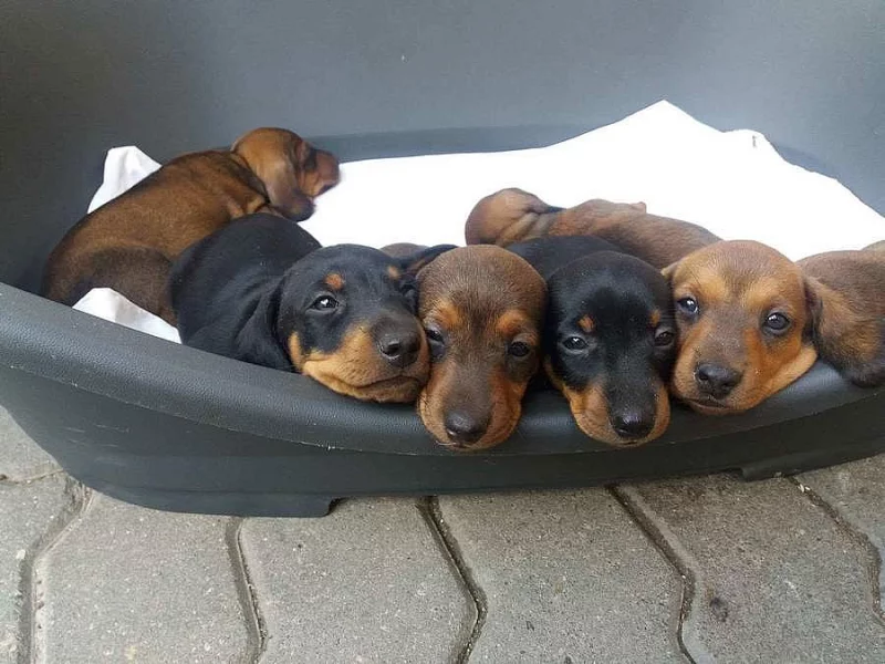 Prodam štěňata jezevčíka hladkosrsteho standart