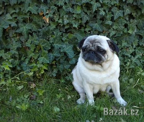 Mops - prodám pěknou dospělou fenku s PP