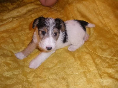 Foxteriér drsnosr. - štěně/fenka