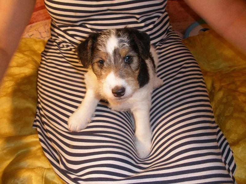 Foxteriér drsnosr. - štěně/fenka