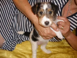 Foxteriér drsnosr. - štěně/fenka