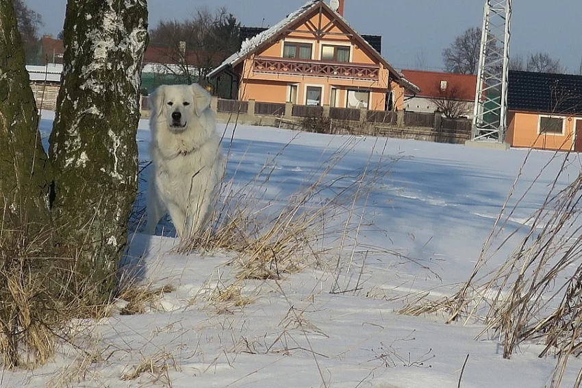 Slovenský čuvač