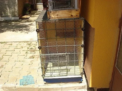 Prodám papoušek zpěvavý a andulky