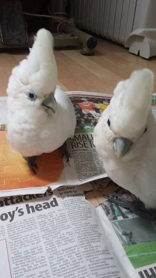 Krásná deštníková kakadu hledá pečující dům