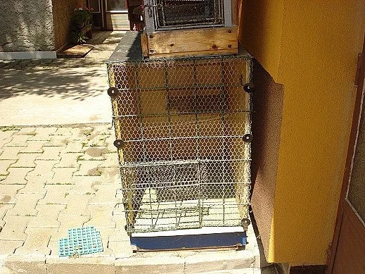 Prodám papoušek zpěvavý,andulky