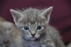 Britská a bengálská koťátka bez PP