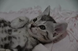 Britská a bengálská koťátka bez PP