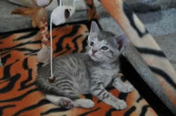 Britská a bengálská koťátka bez PP