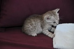 Britská a bengálská koťátka bez PP