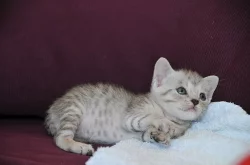 Britská a bengálská koťátka bez PP