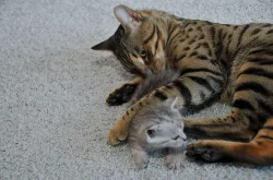 Britská a bengálská koťátka bez PP