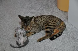 Britská a bengálská koťátka bez PP
