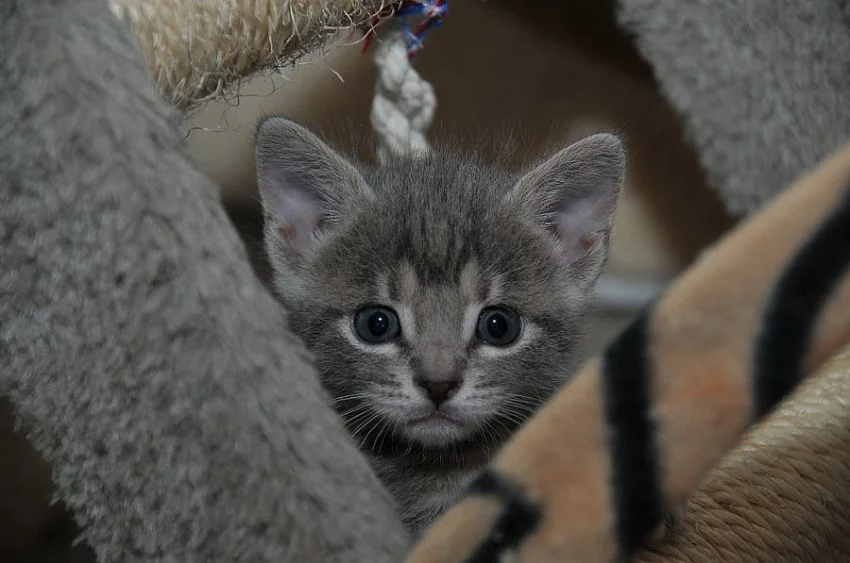 Britská a bengálská koťátka bez PP