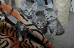 Britská a bengálská koťátka bez PP