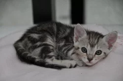 Britská a bengálská koťátka bez PP