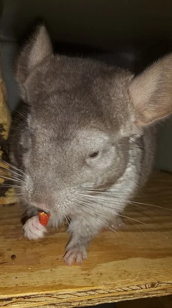 Mláďata činčil k odběru