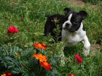 Bostonský terier - štěňata s pp