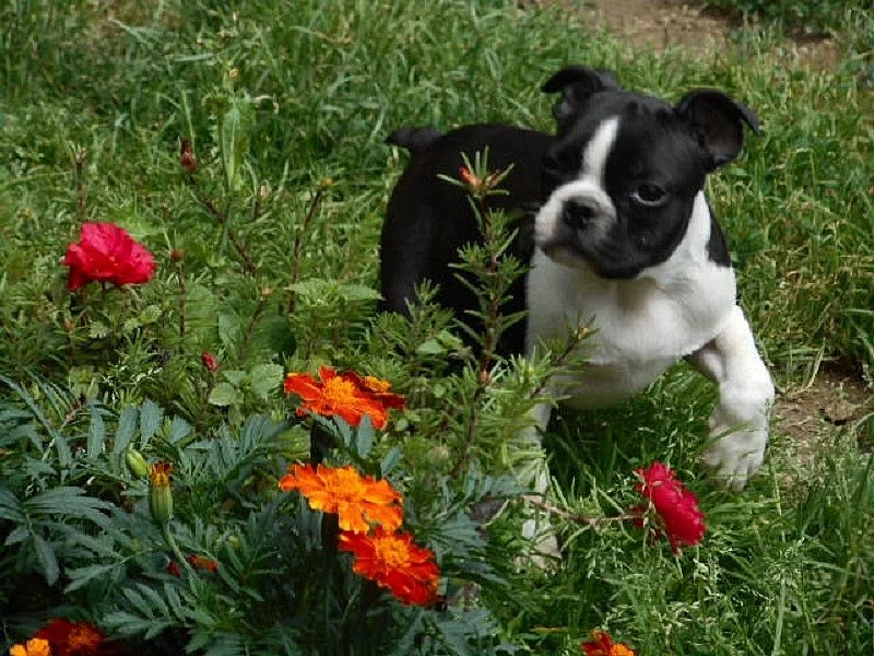 Bostonský terier - štěňata s pp