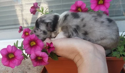 Šeltie , sheltie - šť. s PP