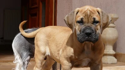 BOERBOEL s PP ŠTĚŇATA  K PRODEJI