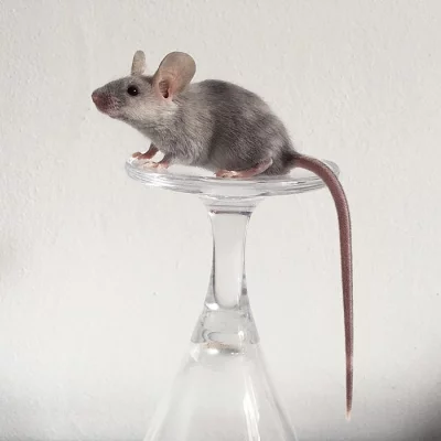 Barevné myšky s VP v Praze