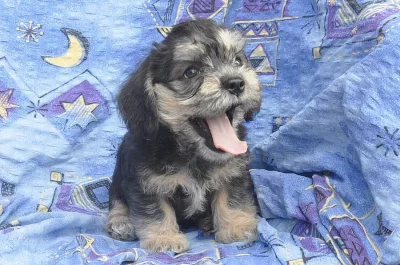 Dandie Dinmontd teriér