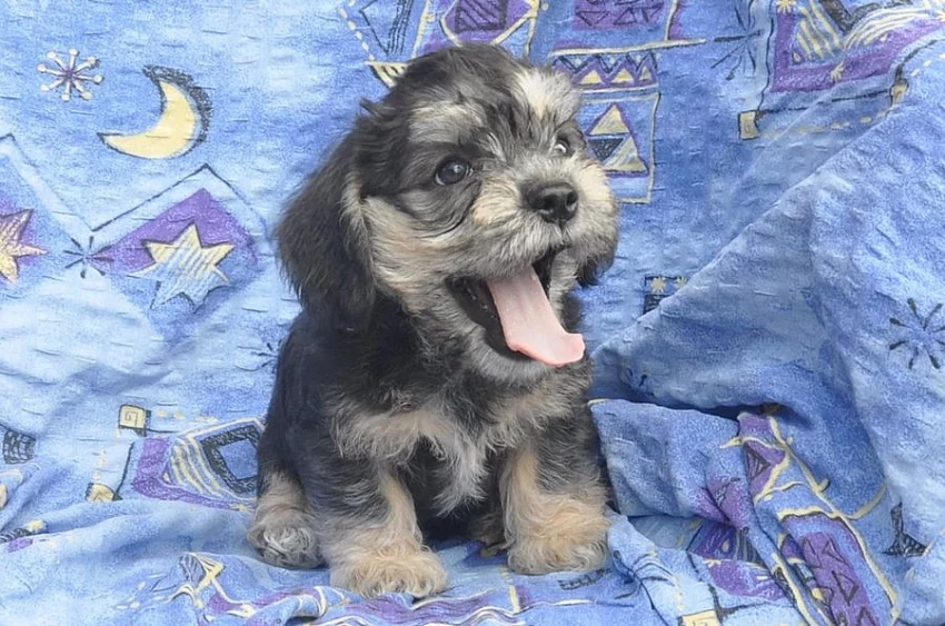Dandie Dinmontd teriér