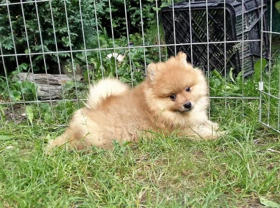 Německý špic s PP