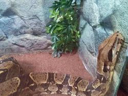 Hroznys kralivsky + terarium