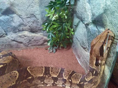 Hroznys kralivsky + terarium