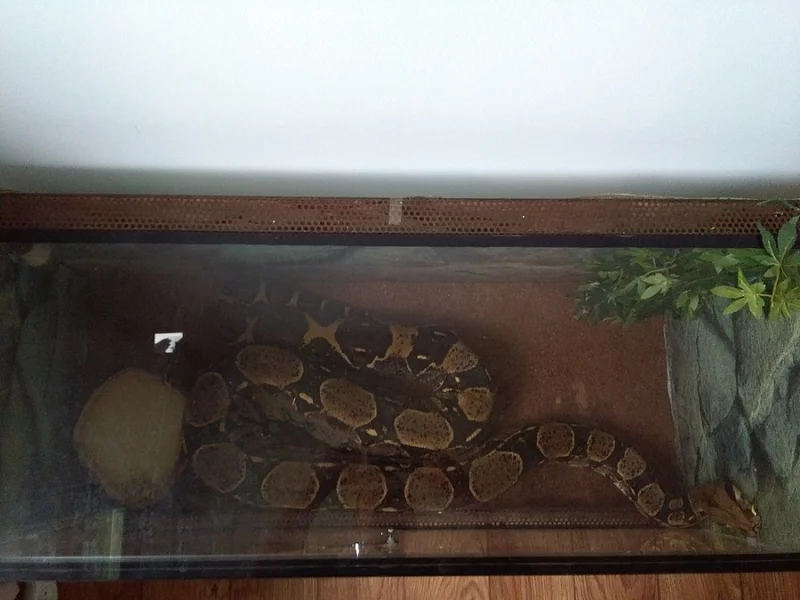Hroznys kralivsky + terarium
