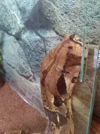 Hroznys kralivsky + terarium
