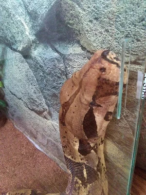 Hroznys kralivsky + terarium