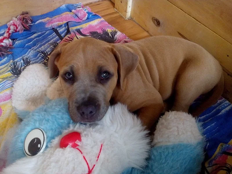 Americký stafordšírský teriér