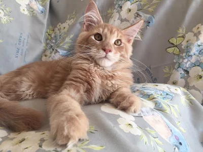 Mainská mývalí kočka - koťata s PP