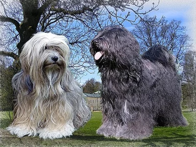 Tibetský teriér, štěňátka s PP