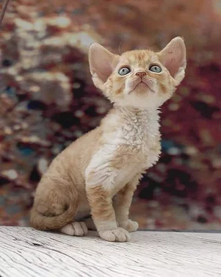 Devon rex koťátka s průkazem původu