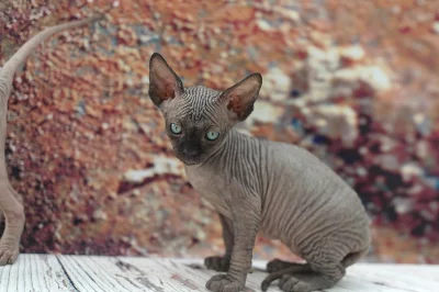 Sphynx koťátka s průkazem původu
