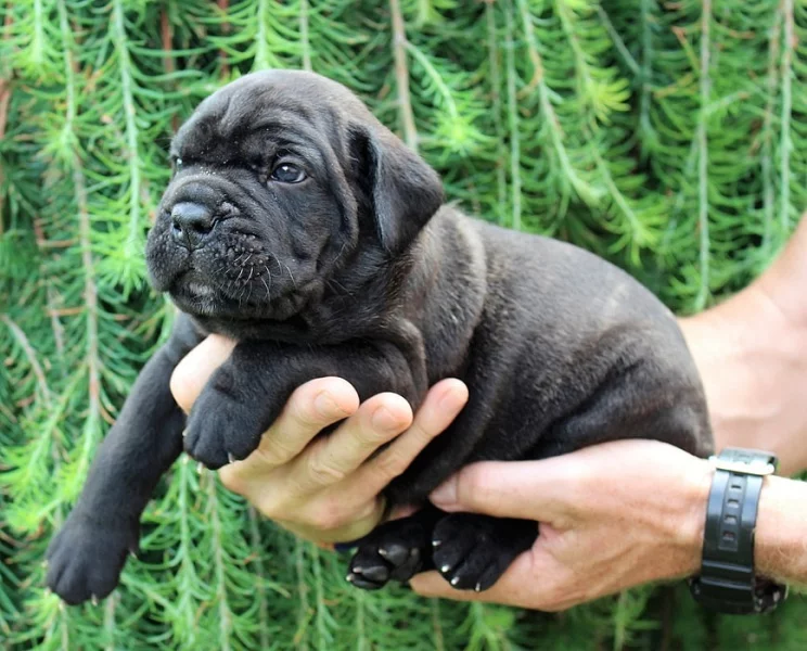Cane corso s PP