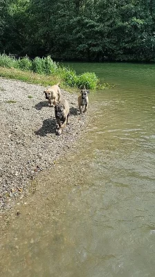 Štěňata Kanárské dogy
