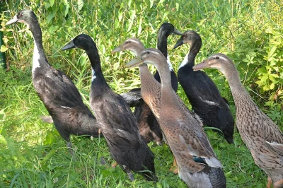 Indický běžec