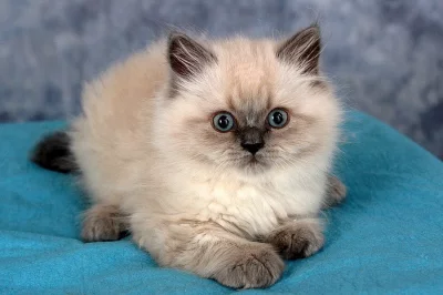 Britské koťátko s PP
