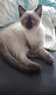 Koťátko colorpoint