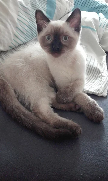 Koťátko colorpoint